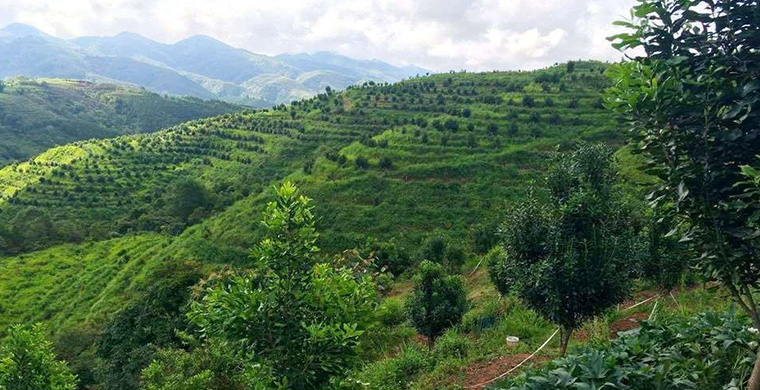 Đầu tư trồng 8.633 ha cây mắc ca tại Điện Biên